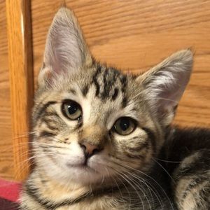 Meet your Posher, Simone